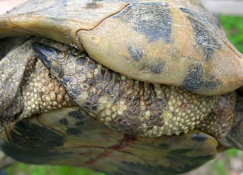 Testuggine terrestre Testudo hermanni hermanni